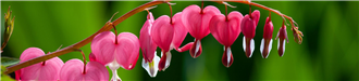 Photo of pink heart flowers