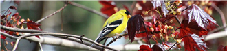 Yellow, black, and white colored bird on a branch