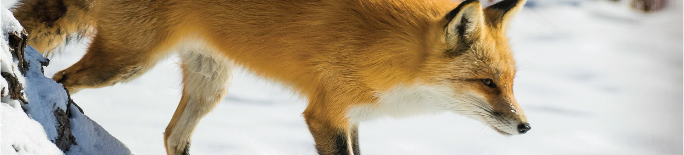 A fox in the snow
