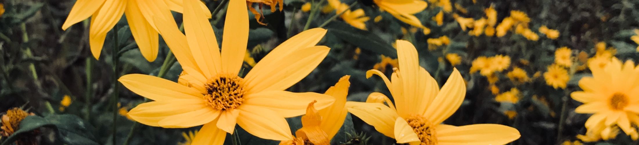 field of yellow flowers