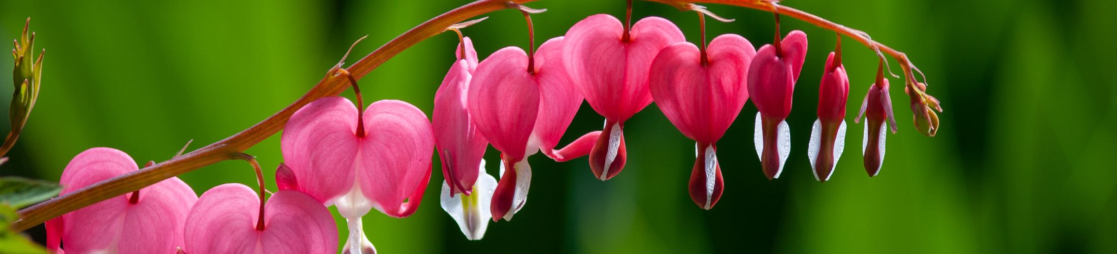 Photo of pink heart flowers