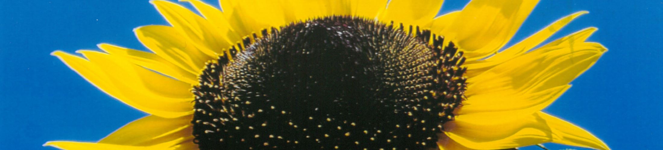 Large sunflower