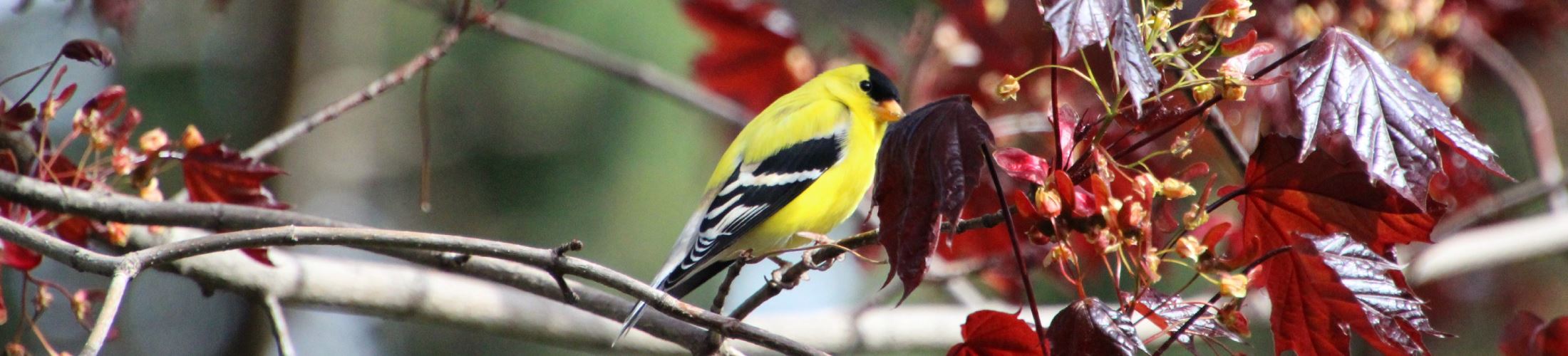 Yellow, black, and white colored bird on a branch