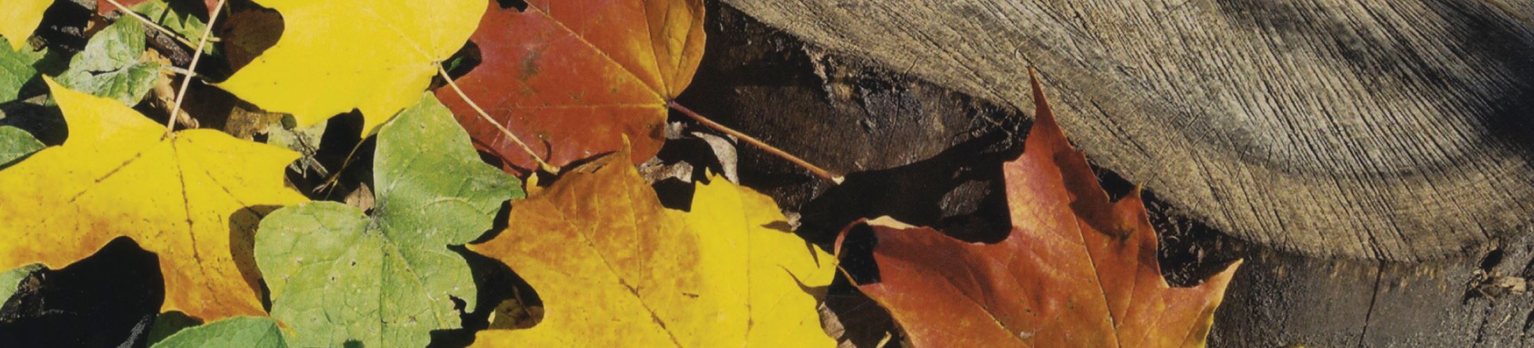 Orange, green, and yellow color leaves on the ground next to a tree trunk