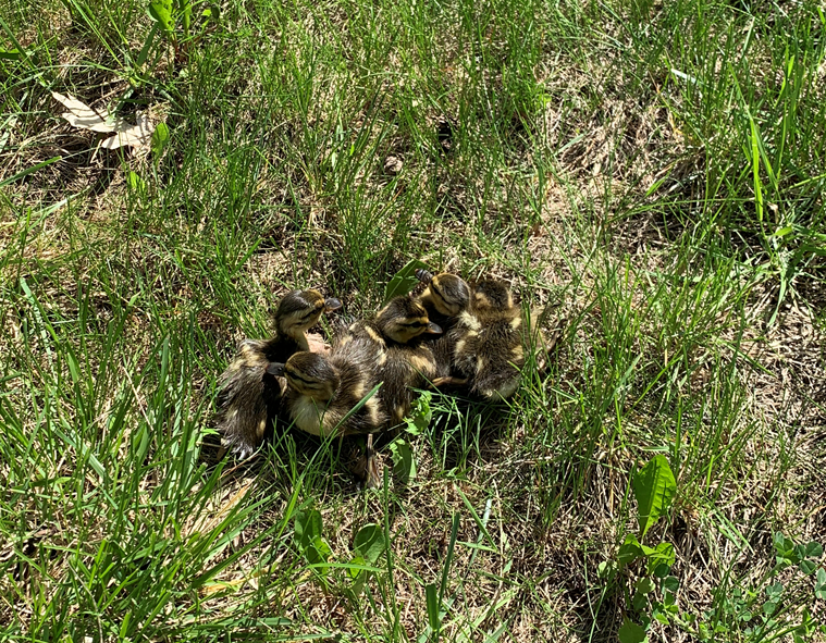 ducklings