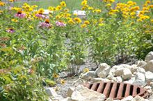 Rain Garden