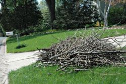 Pile of brush in the yard